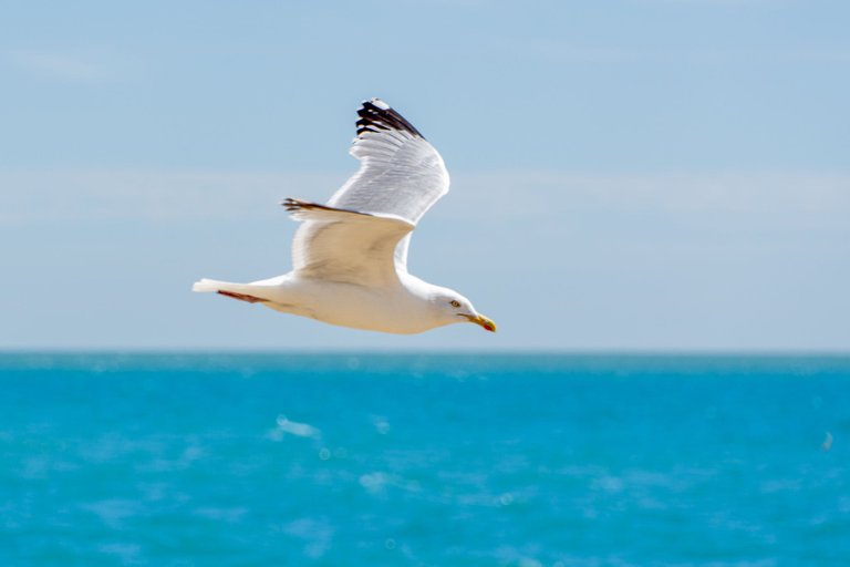 Herring gull flies across the horizon
