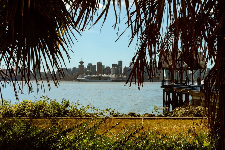 Waterfront Park thru palm trees