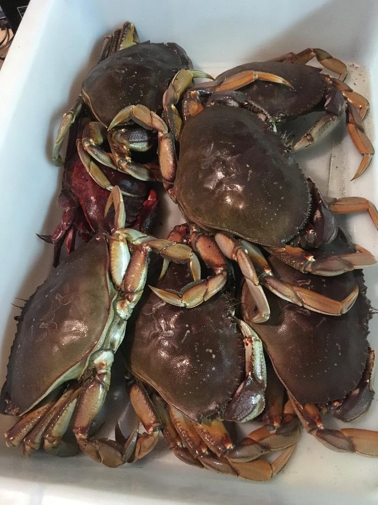 D crabs.jpeg