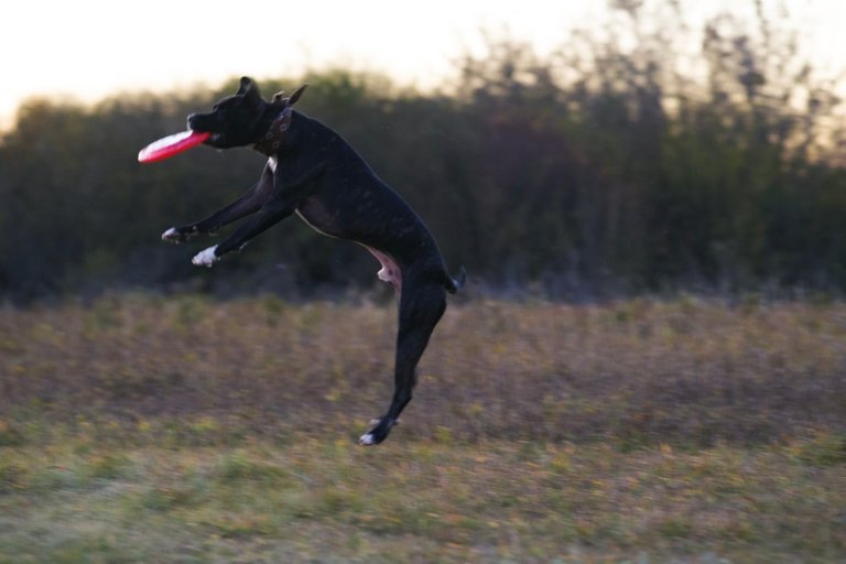 memph catch red frisbee.jpeg