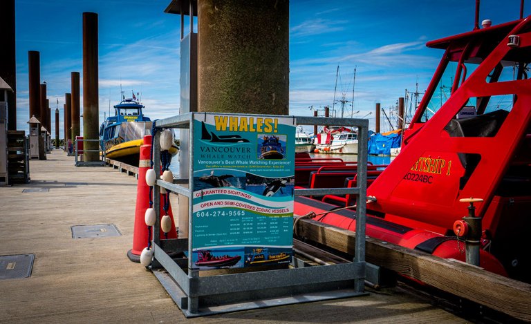 whale watch dock.jpeg