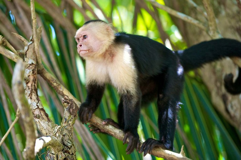 capuchinmonkey.jpg