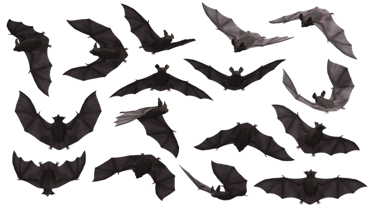 bats-3369882_1280.png