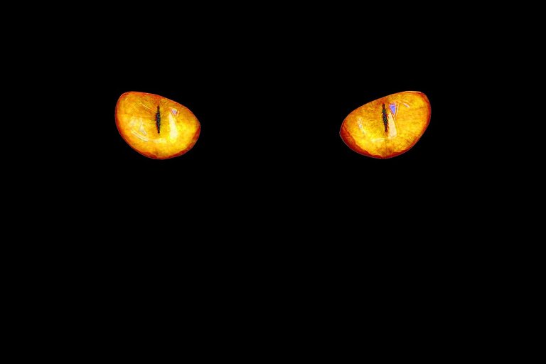 cats-eyes-4789730_1280.jpg