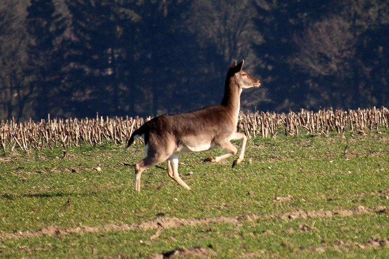 fallow-deer-4026648_1280.jpg