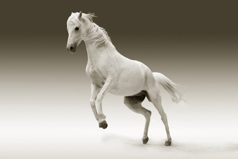 horse-561221_1280.jpg