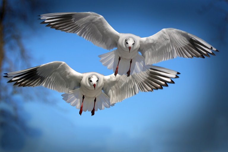 seagulls-654046_1280.jpg