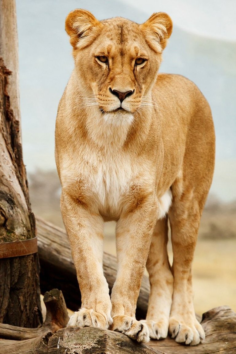 lion-17337_1280.jpg