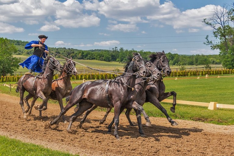 horses-394205_1280.jpg