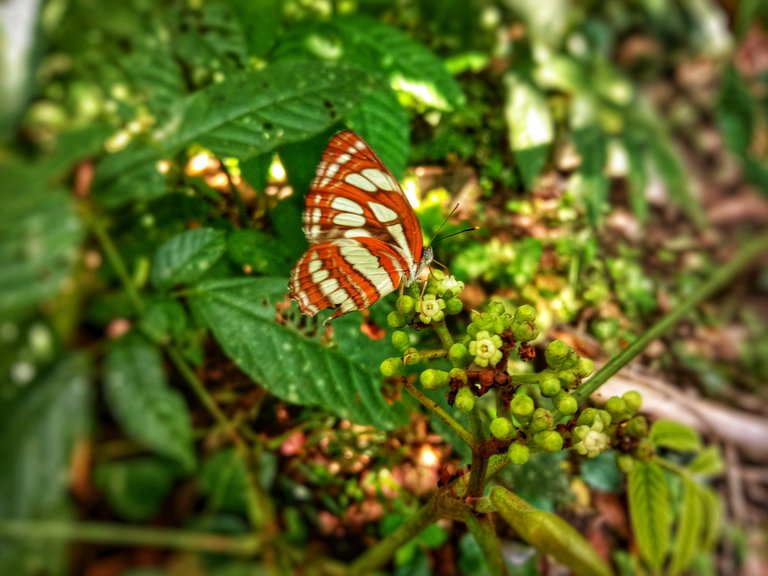 IMG_20201224_12473801.jpeg