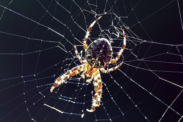 araneus-4539217_640.jpg