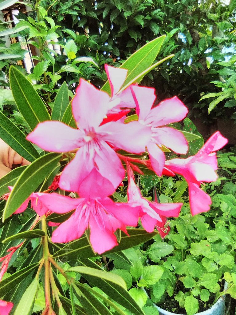  Berberia pink color