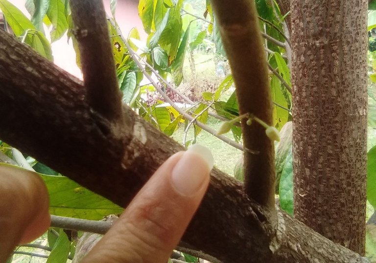 First stage of cocoa flower