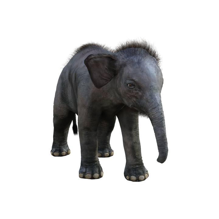 elephant-4681346_960_720.png