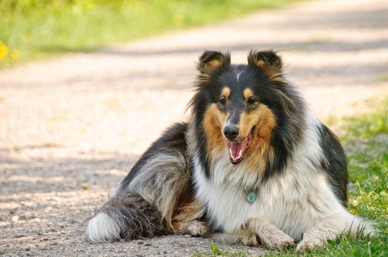 collie-817733_1920.jpg