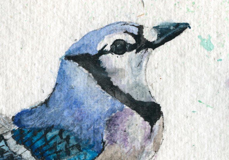 Blue Jay detail.jpg