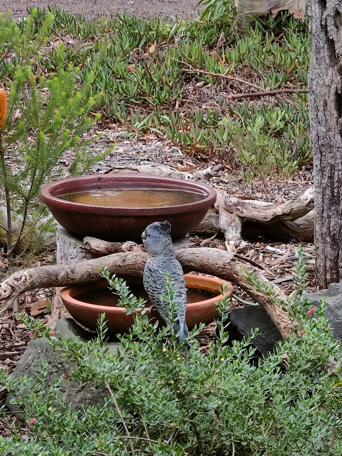 A gang gang having a drink. We always make sure there is water for birds.