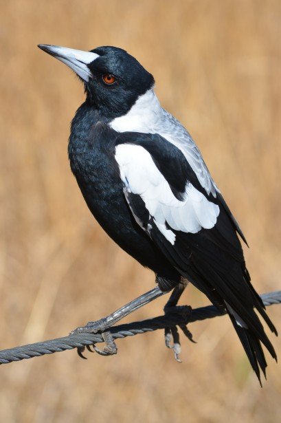 australian-magpie-1393161834iiB.jpg