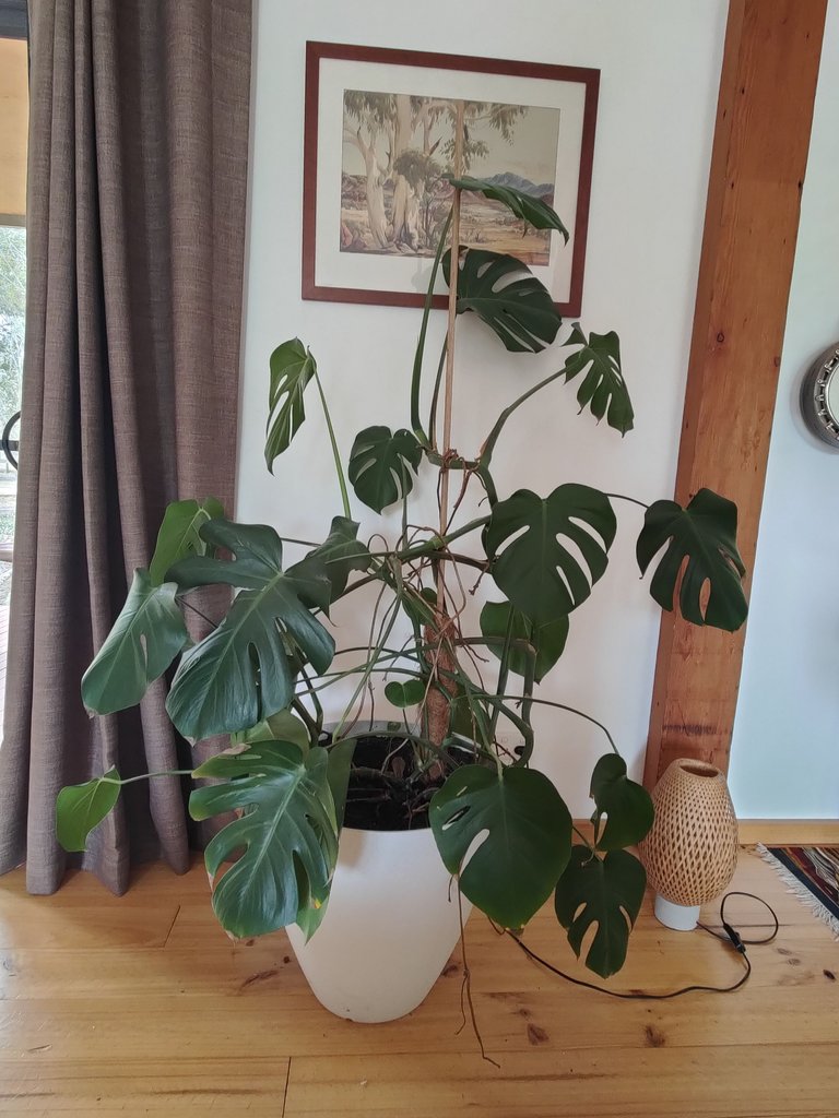 Monstera Deliciousa