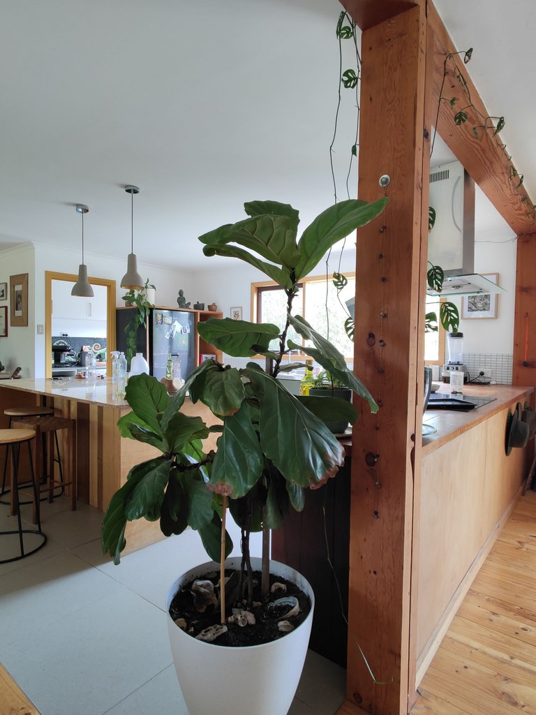 Fiddle Leaf Fig