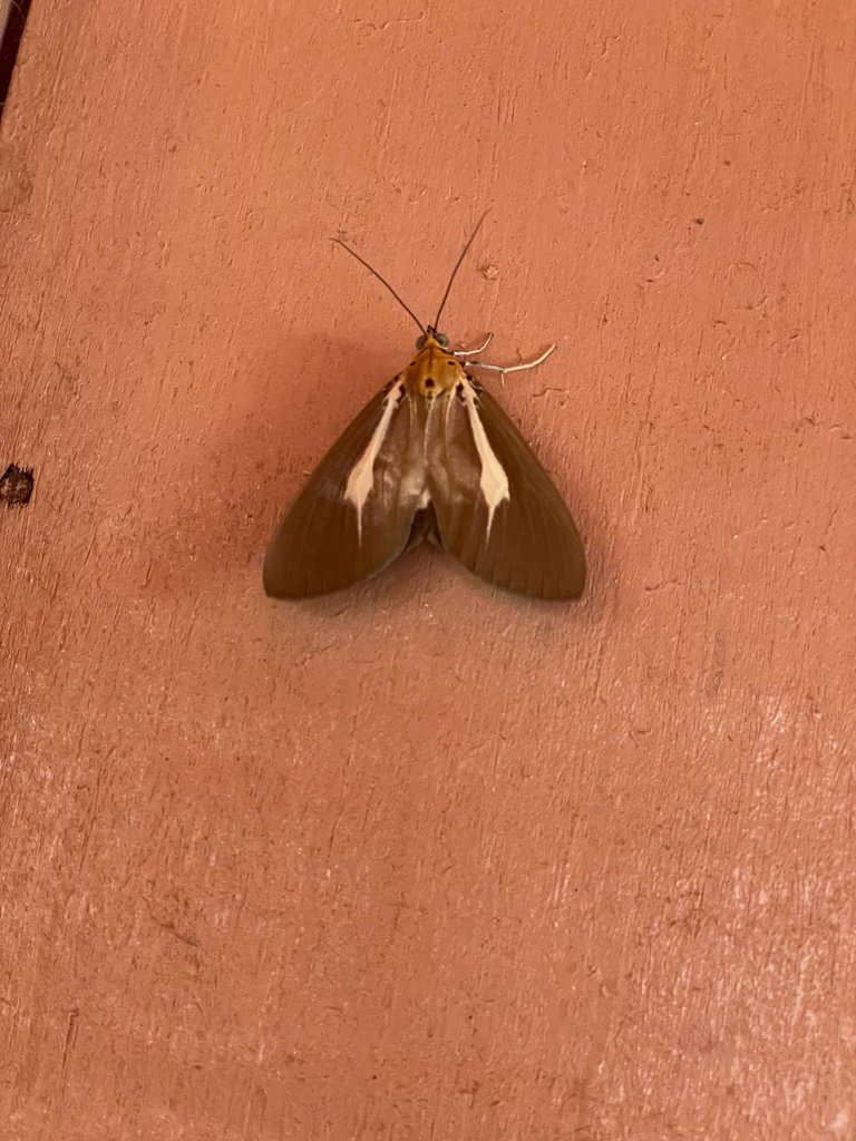 IMG_5830.jpeg