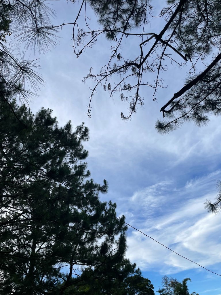 IMG_2725.jpeg