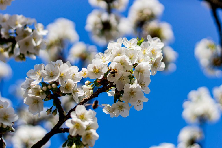closeup on a branch with blooming flowers and a bee on a tree in downtown Heywood UK.jpg