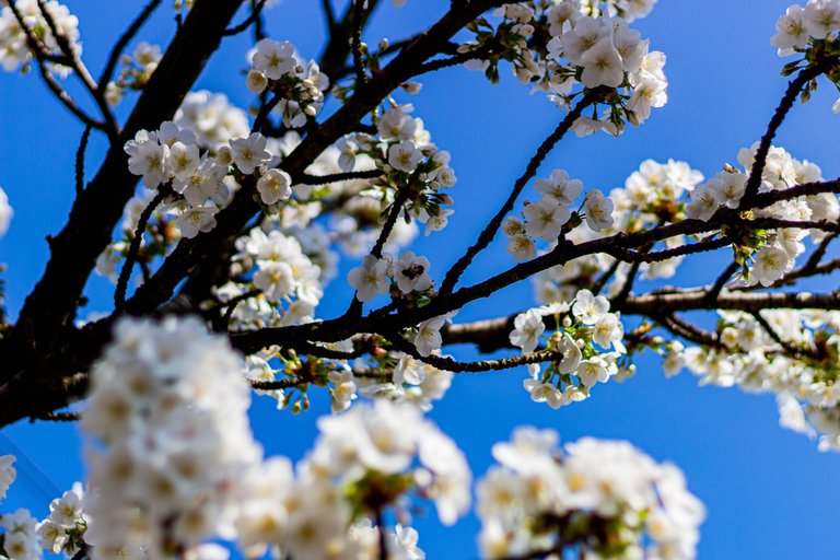 branches of blooming flowers on a tree in downtown Heywood UK.jpg