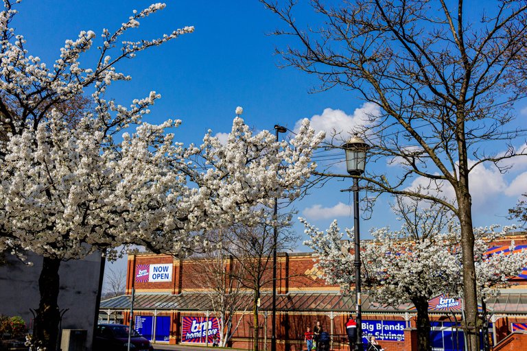 Blooming flowers on a tree in downtown Heywood UK.jpg