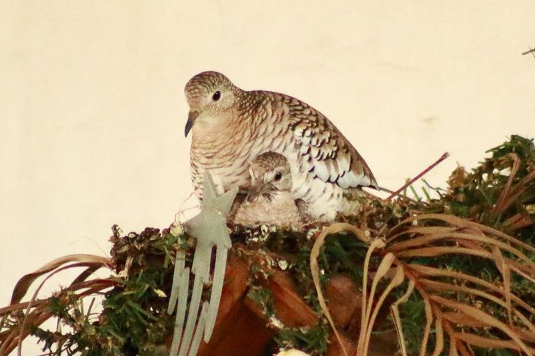 Pareja de Pajaros 4.jpg