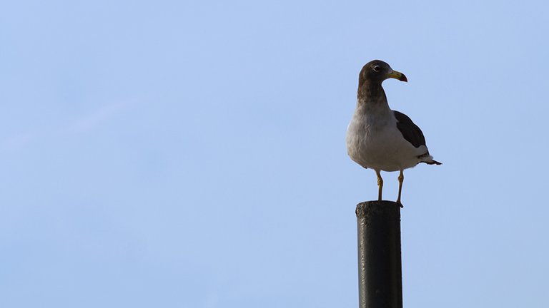 Gaviotas Portada.jpg