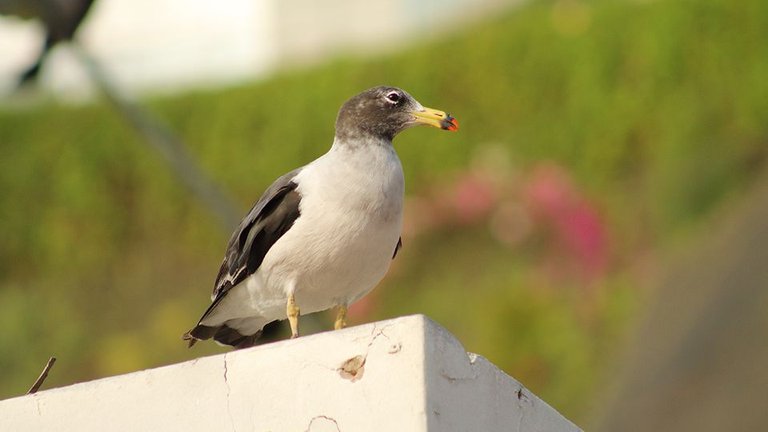 Gaviota 4.jpg