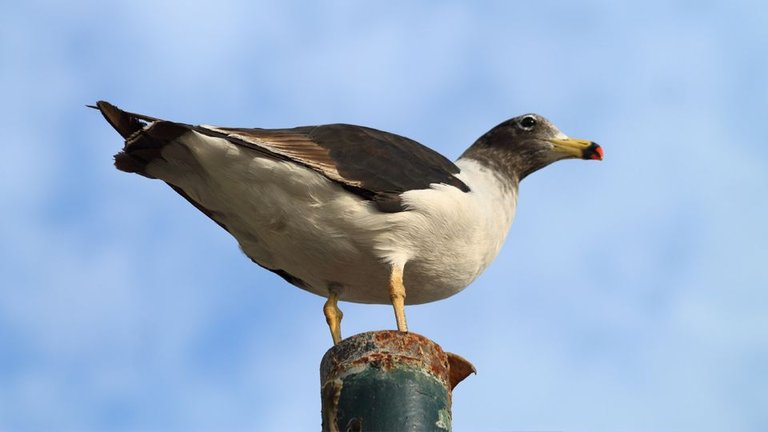 Gaviota.jpg