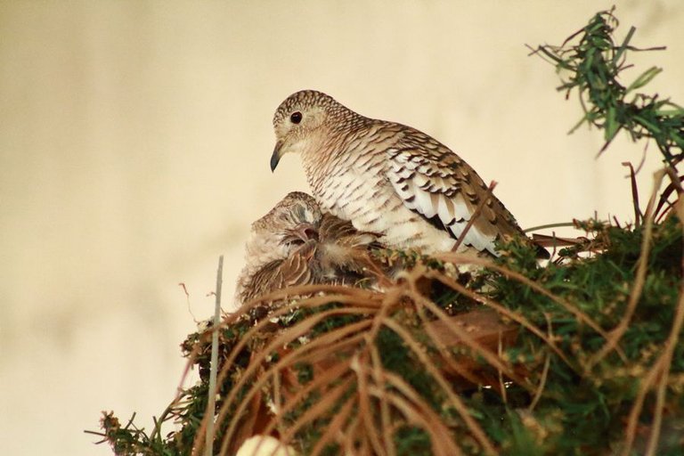 Pareja de Pajaros 3.jpg