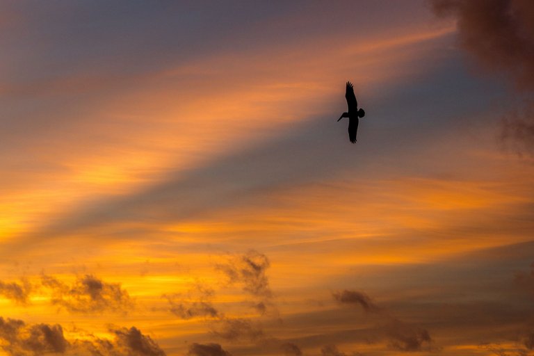 Morning Bird, Punta Cana II