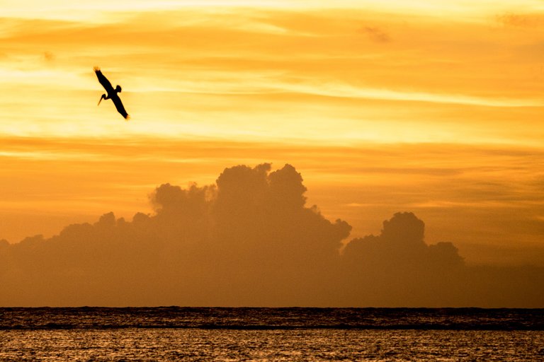 Morning bird, Punta Cana