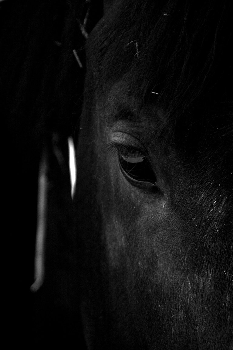 horse4214414_1920.jpg