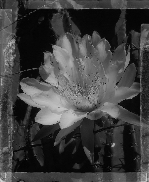 Flor de Cactus.jpg