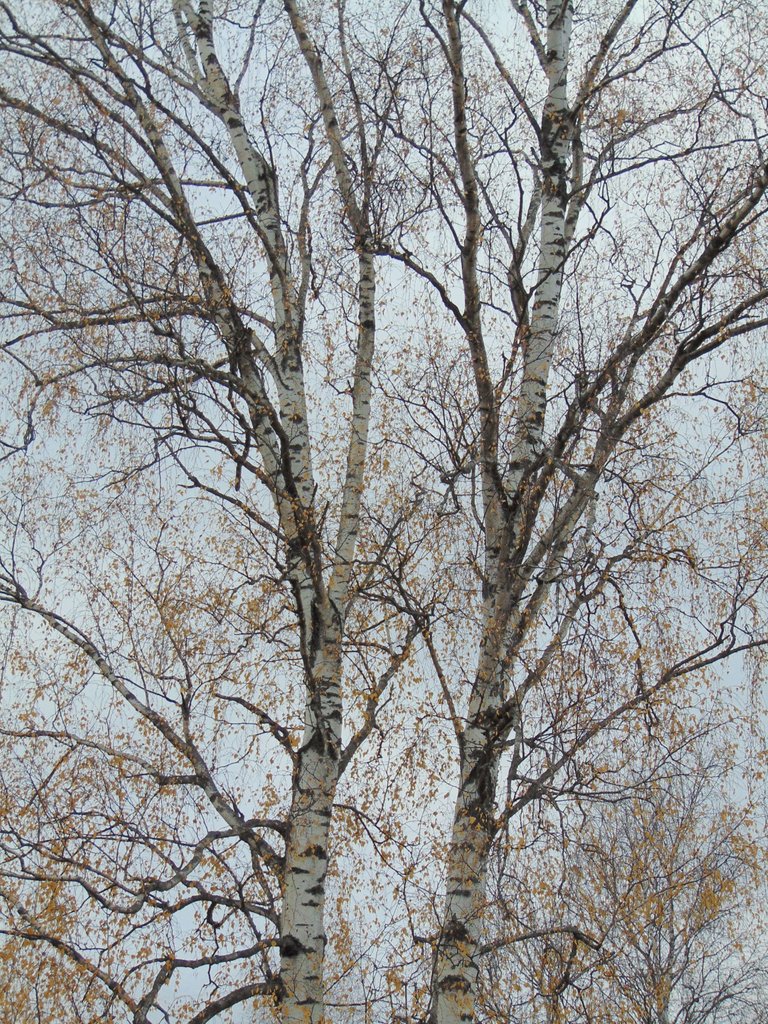 DSC00343.JPG
