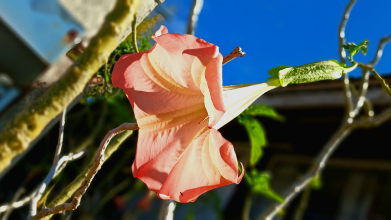 Flowers of Baguio (3).png