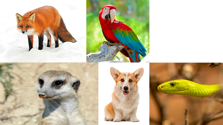 ref-animales.png