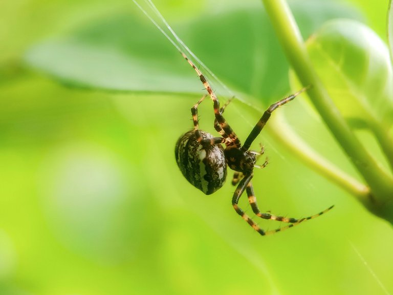 Unique spiders 🕷️ - Proof of Brain