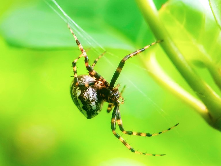 Unique spiders 🕷️ - Proof of Brain