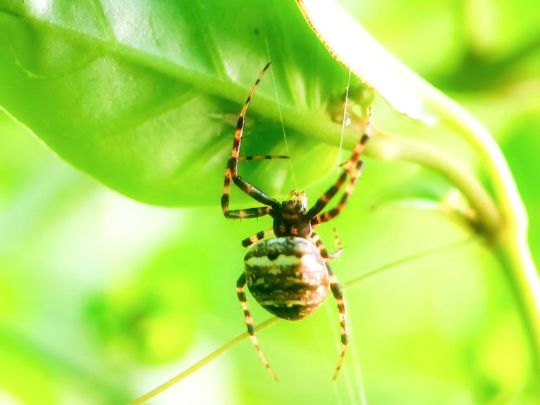 Unique spiders 🕷️ - Proof of Brain