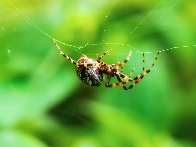 Unique spiders 🕷️ - Proof of Brain