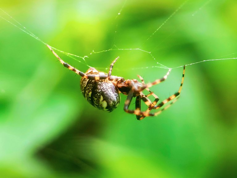 Unique spiders 🕷️ - Proof of Brain