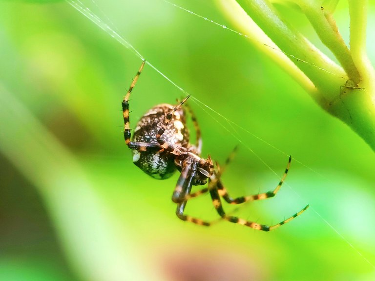 Unique spiders 🕷️ - Proof of Brain