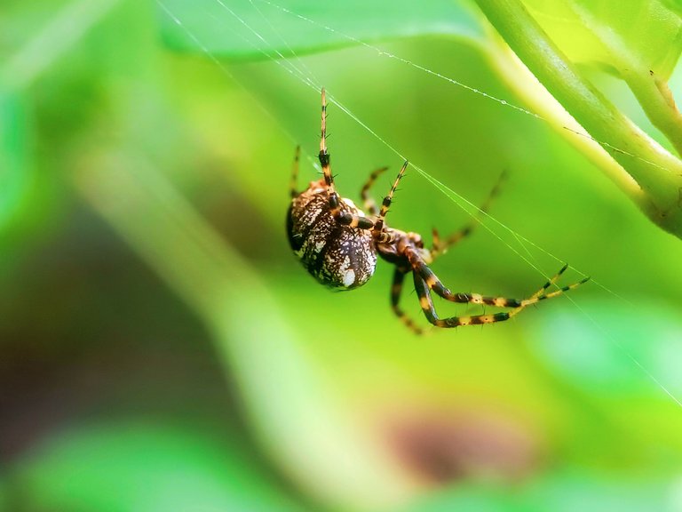 Unique spiders 🕷️ - Proof of Brain