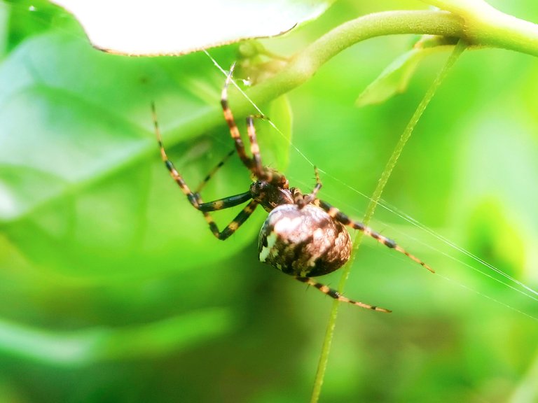 Unique spiders 🕷️ - Proof of Brain