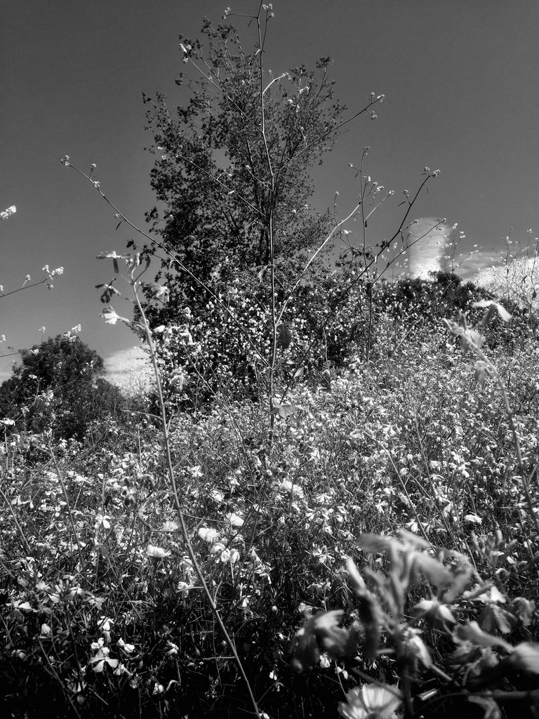 IMG_0485 copy.jpg